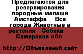 Предлагаются для резервирования породные малаши Амстаффа  - Все города Животные и растения » Собаки   . Самарская обл.